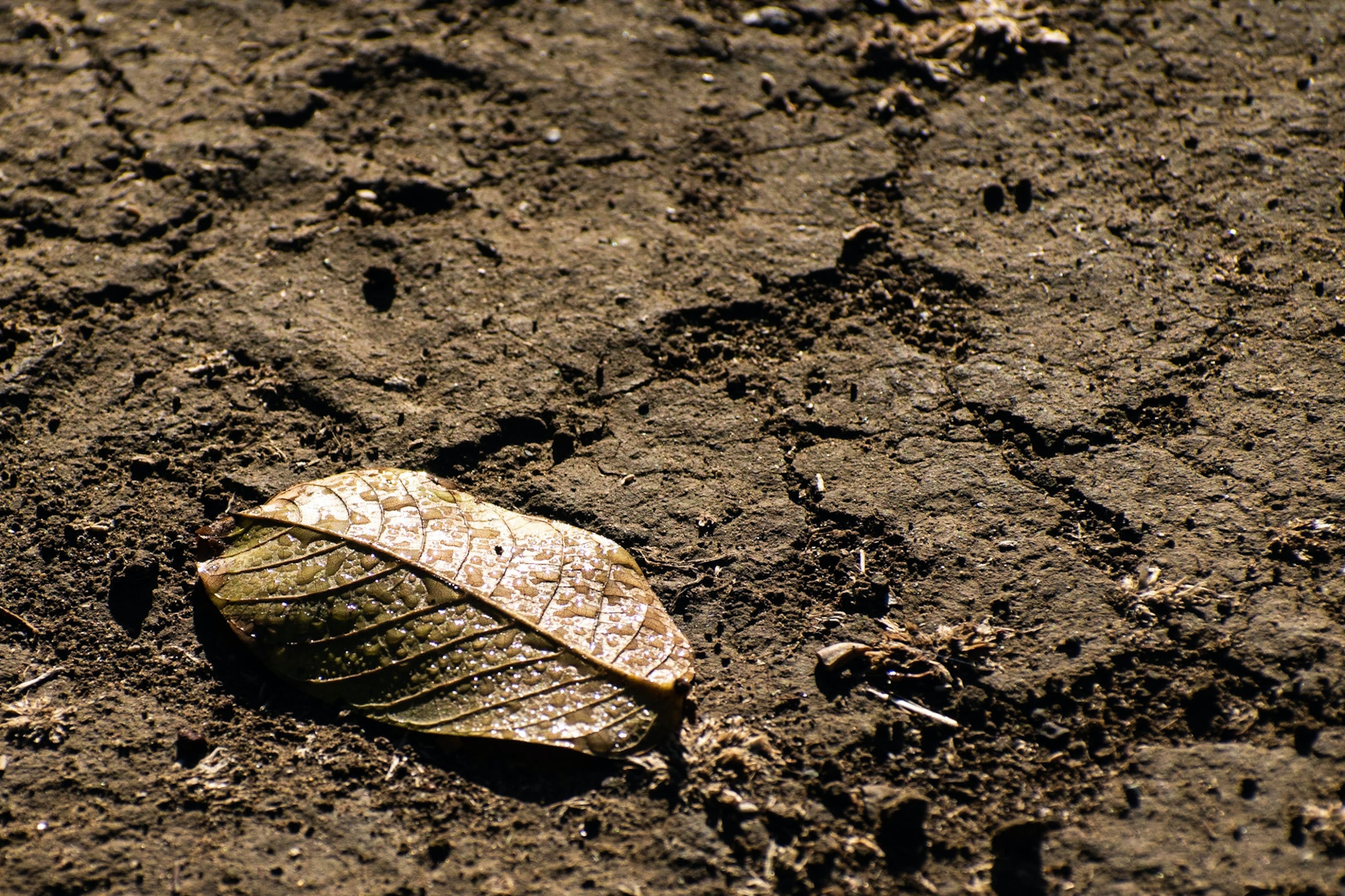 Forest floor