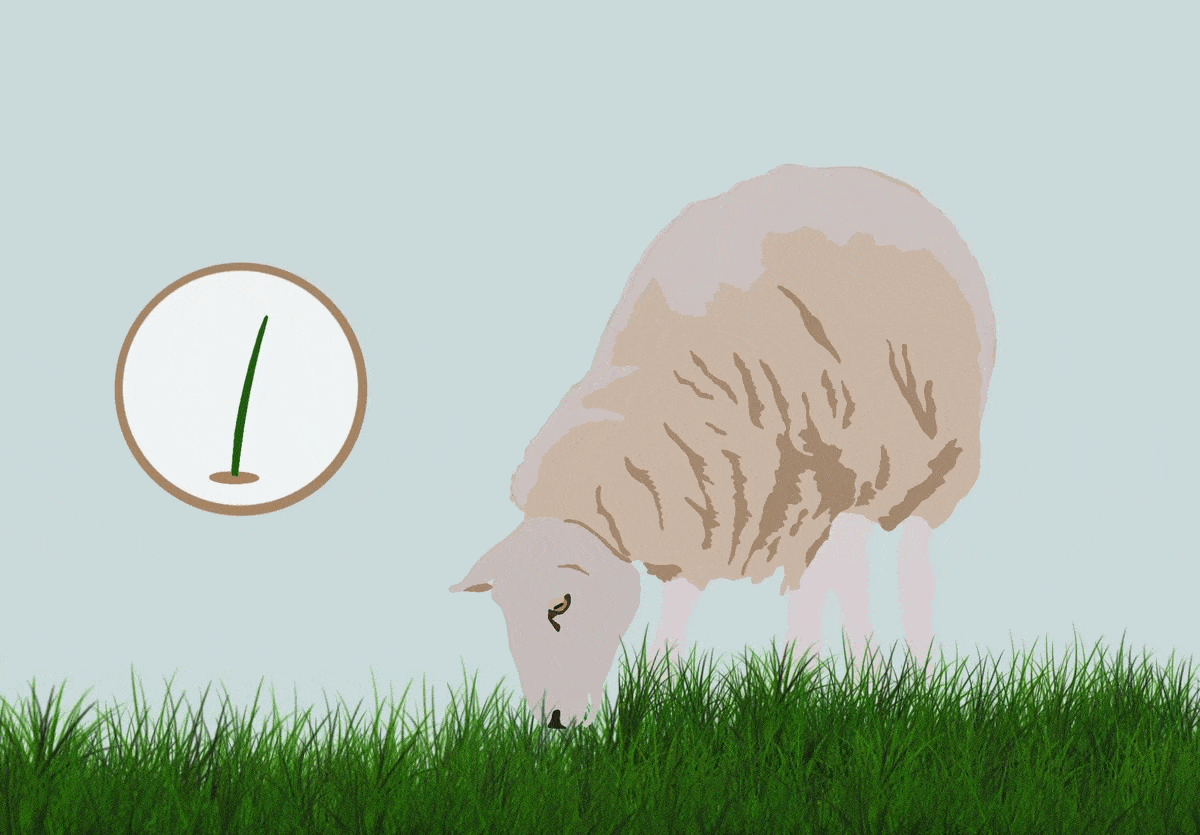 Grass grows from the base of the blades, allowing it to withstand grazing.