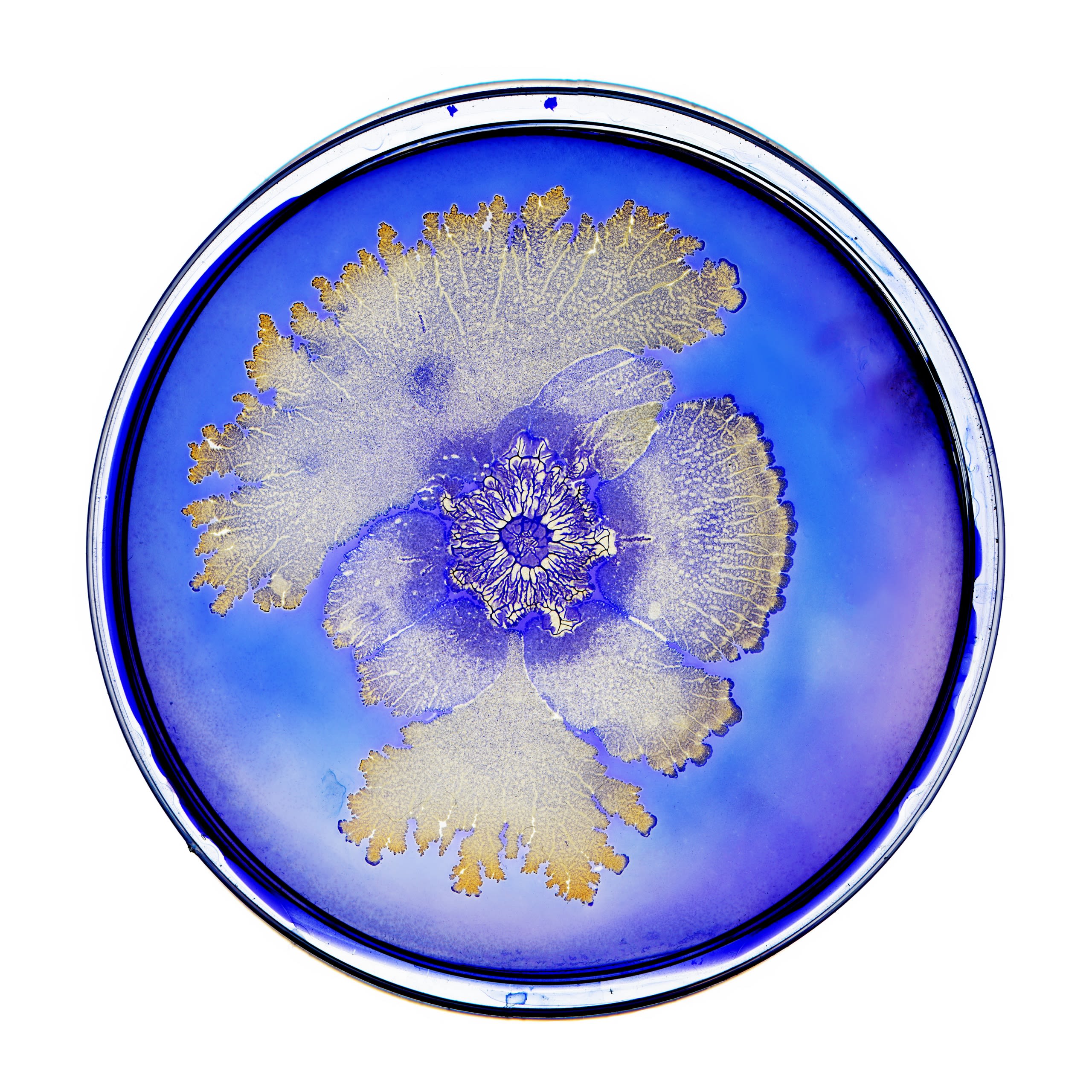 Bacterial World | Oxford University Museum of Natural History