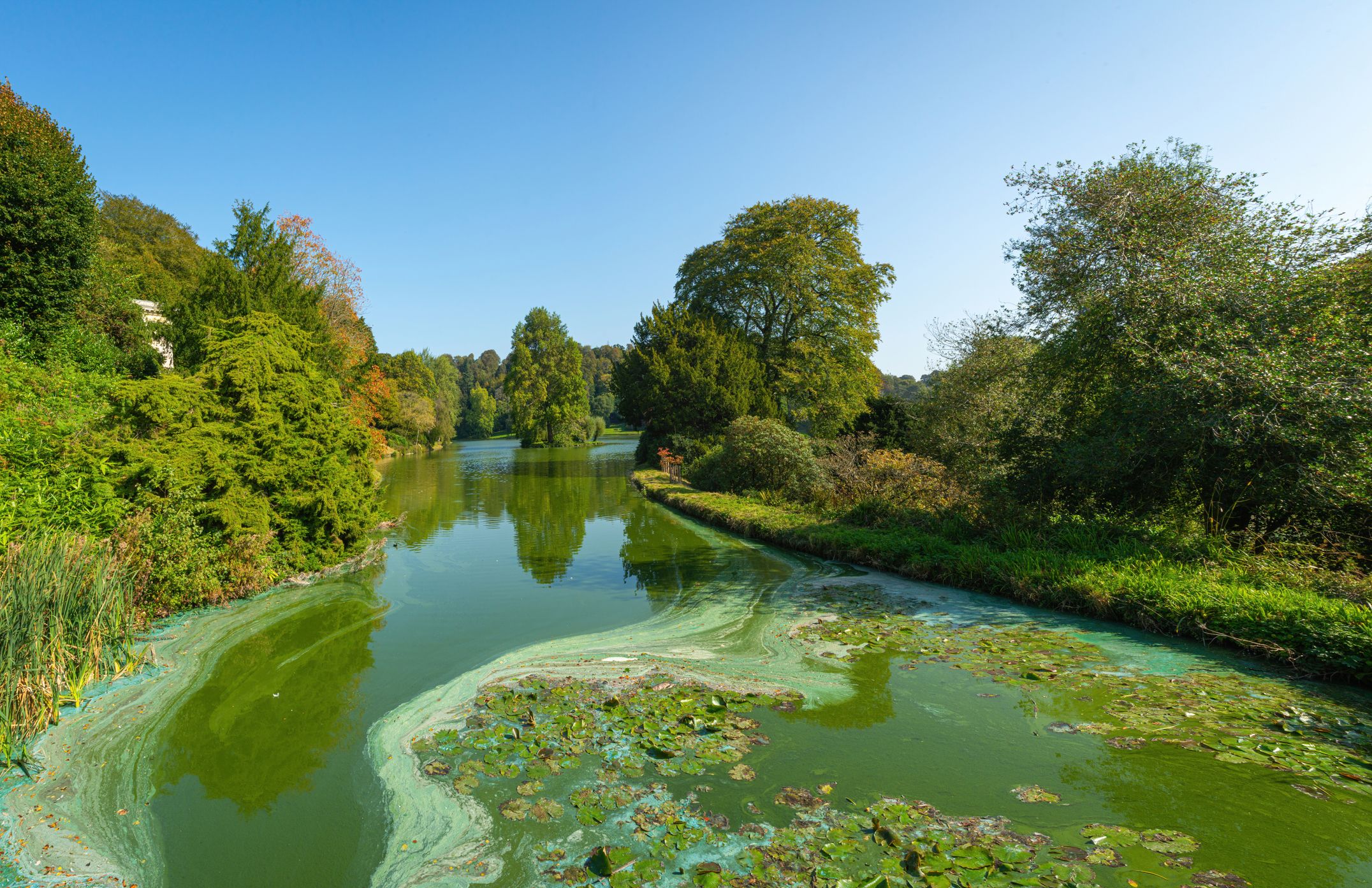 A river that has turned green during an algal bloom