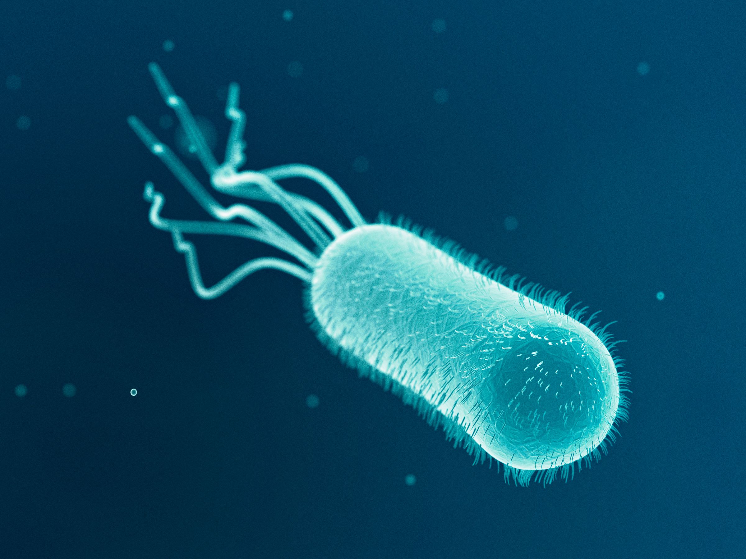  E coli bacterium