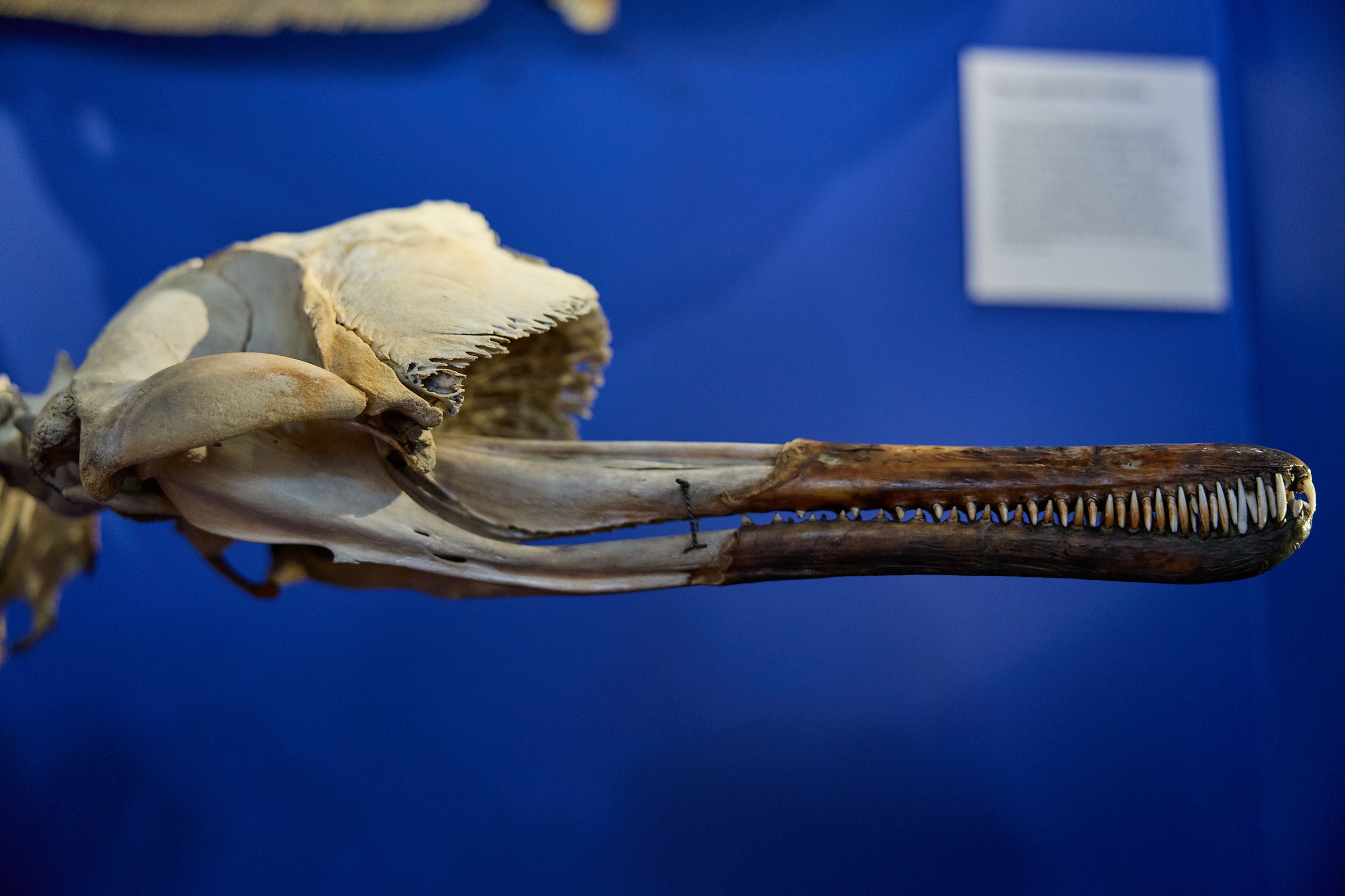 Skull of a river dolphin