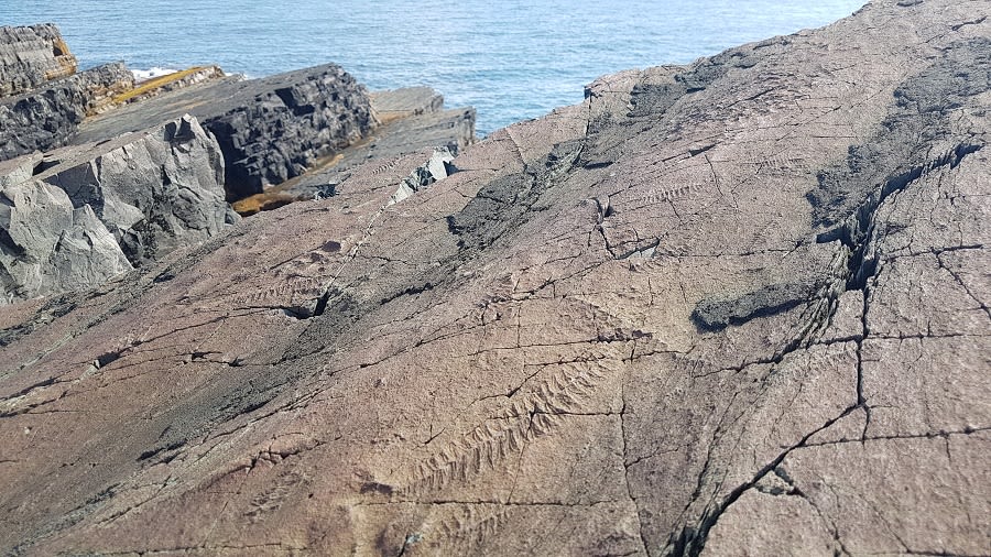 Image of Charnia imprint on rock