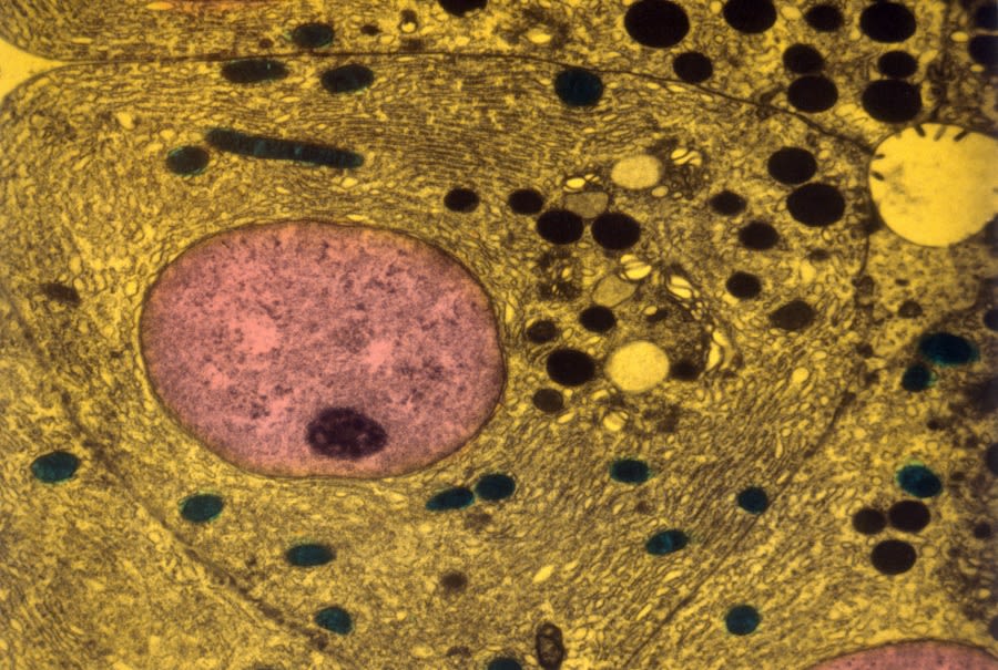 Microscope image of an animal cell