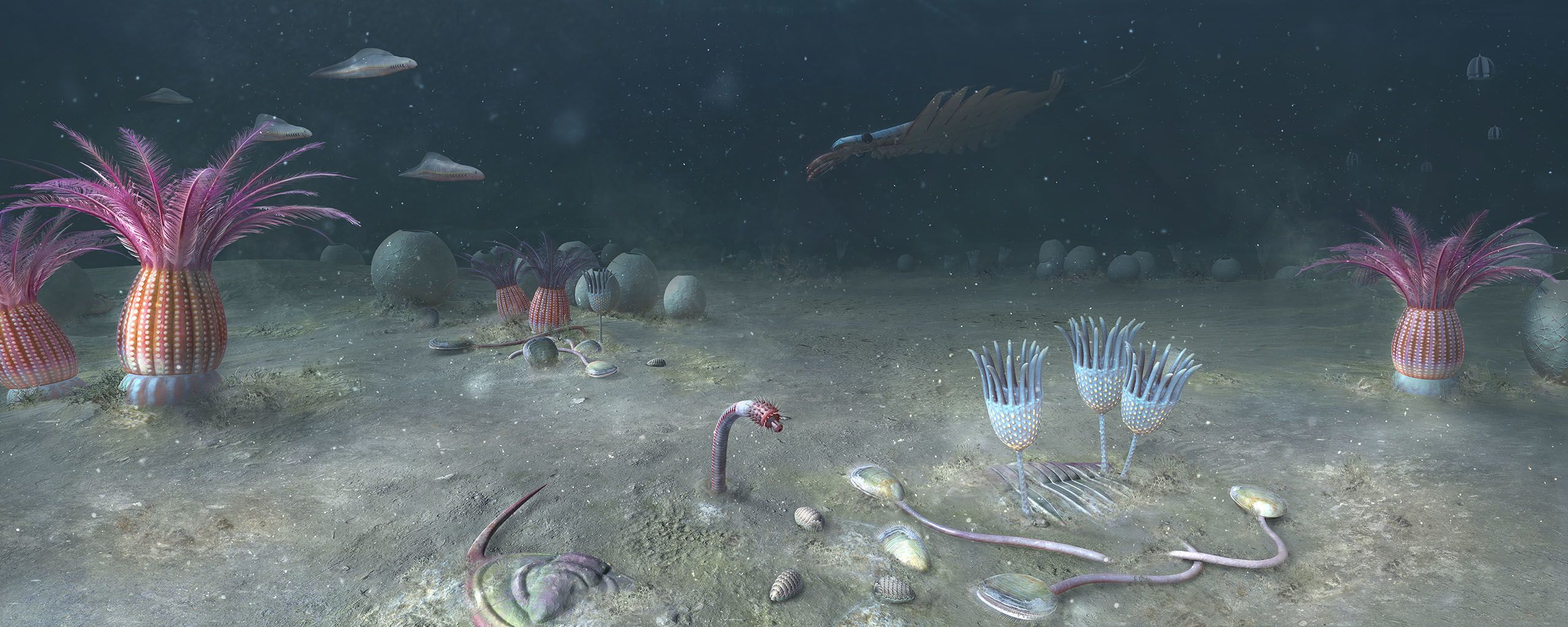 Artists reconstruction of seafloor featuring a selection of early animals