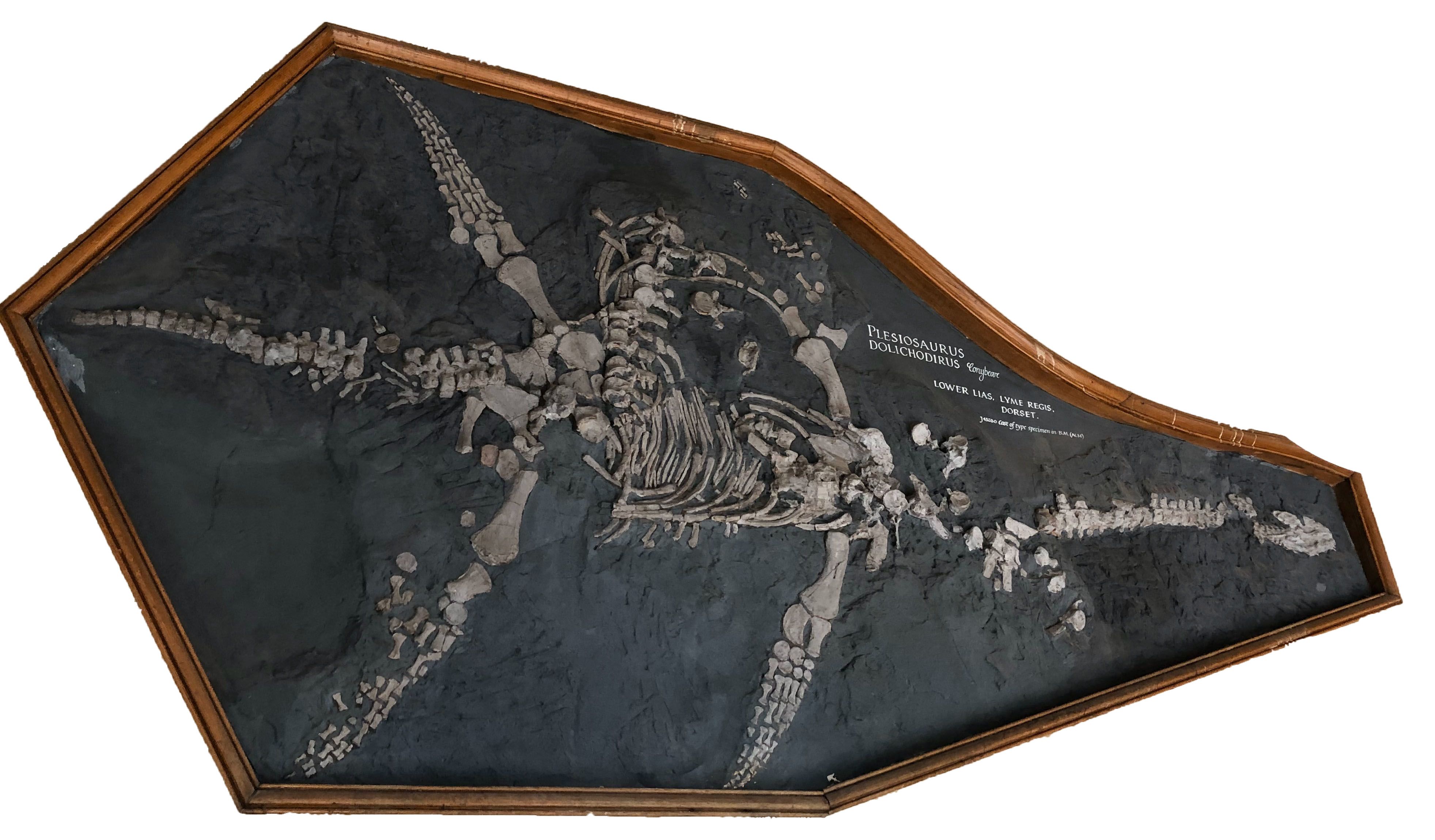 Cast mounted to wall in large wooden frame