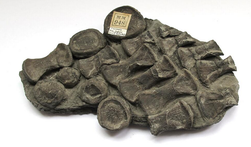 Dark fossil showing the tessellating bones