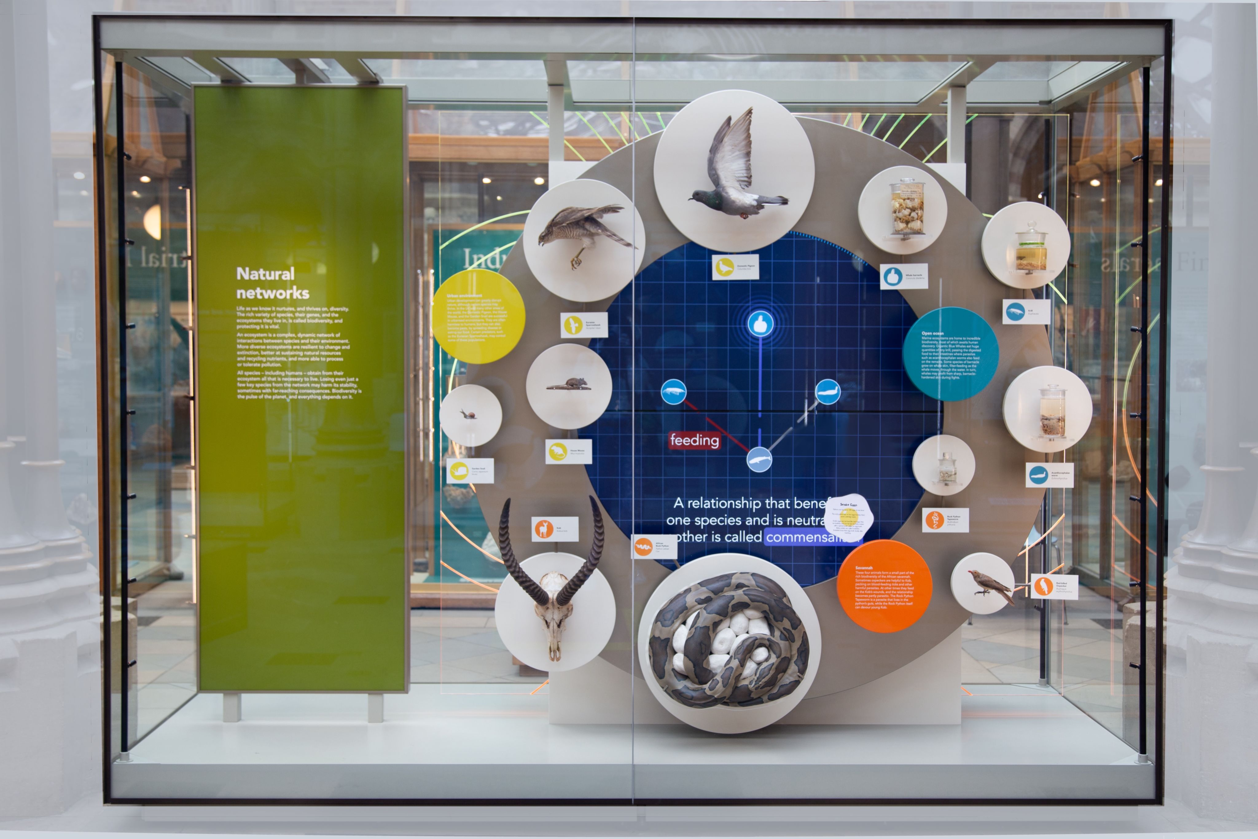 Natural Networks display at Oxford University Museum of Natural History