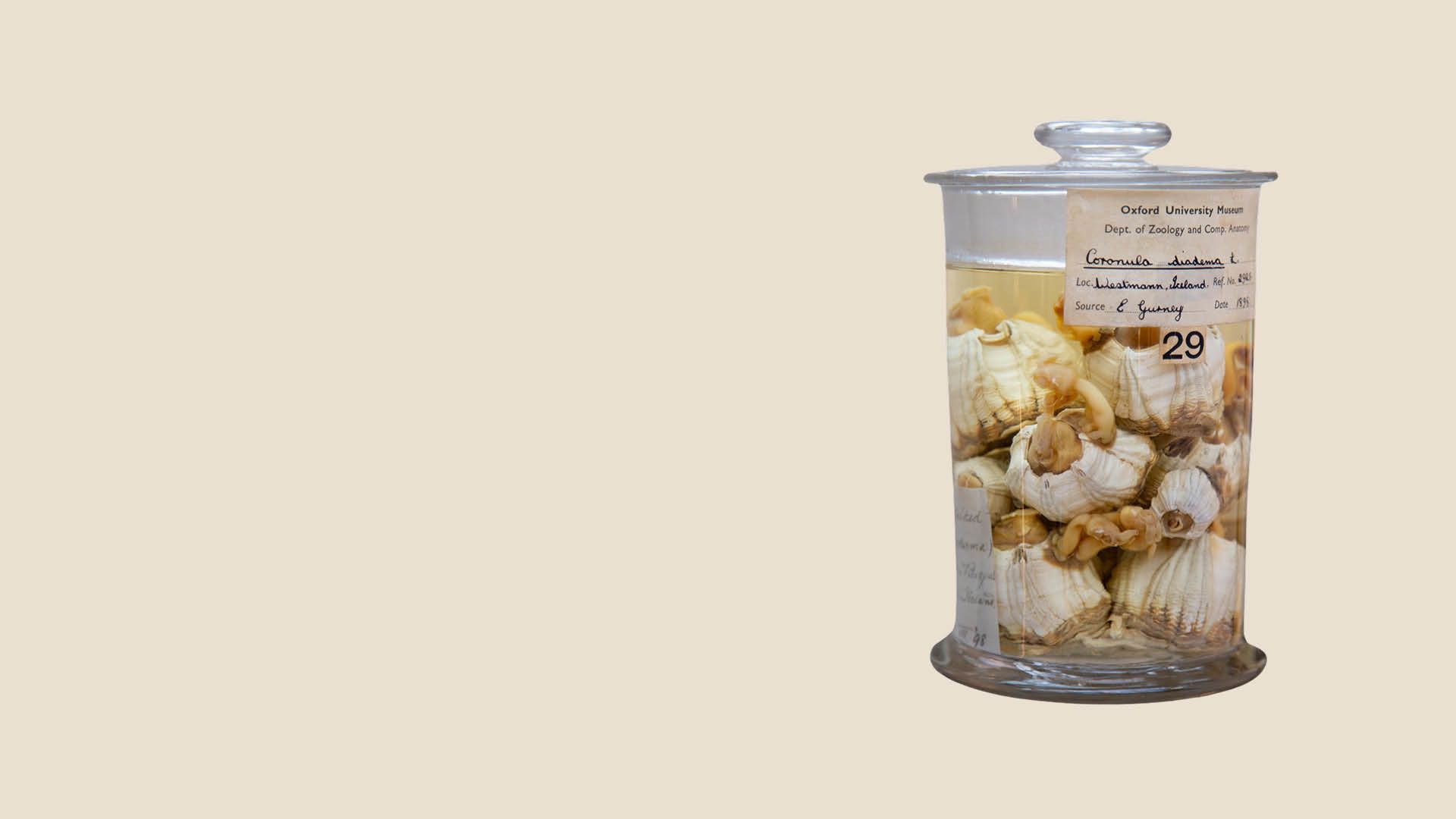 Whale barnacles in spirit jar