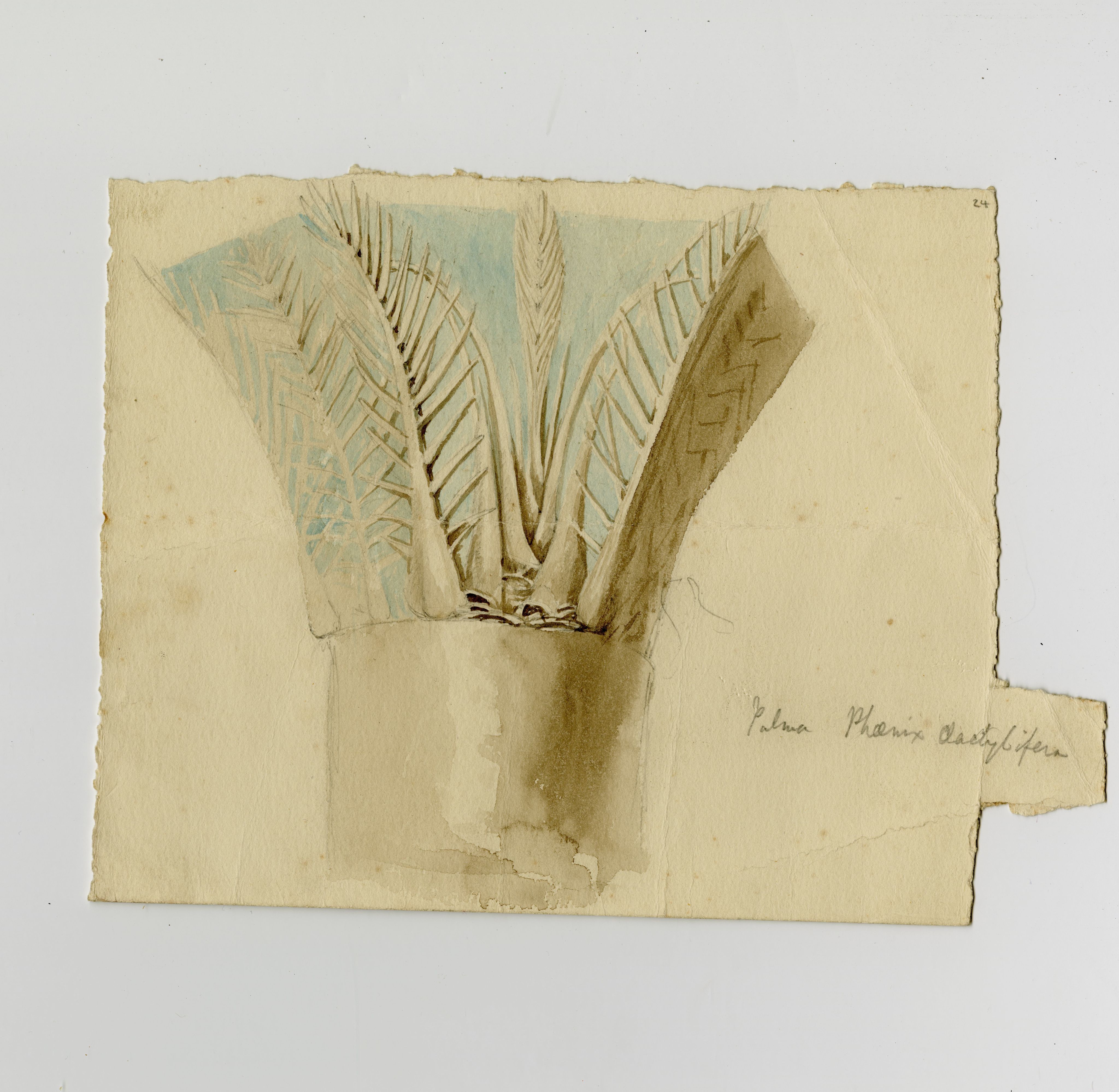 Sketch showing a design for a capital decorated with a date palm