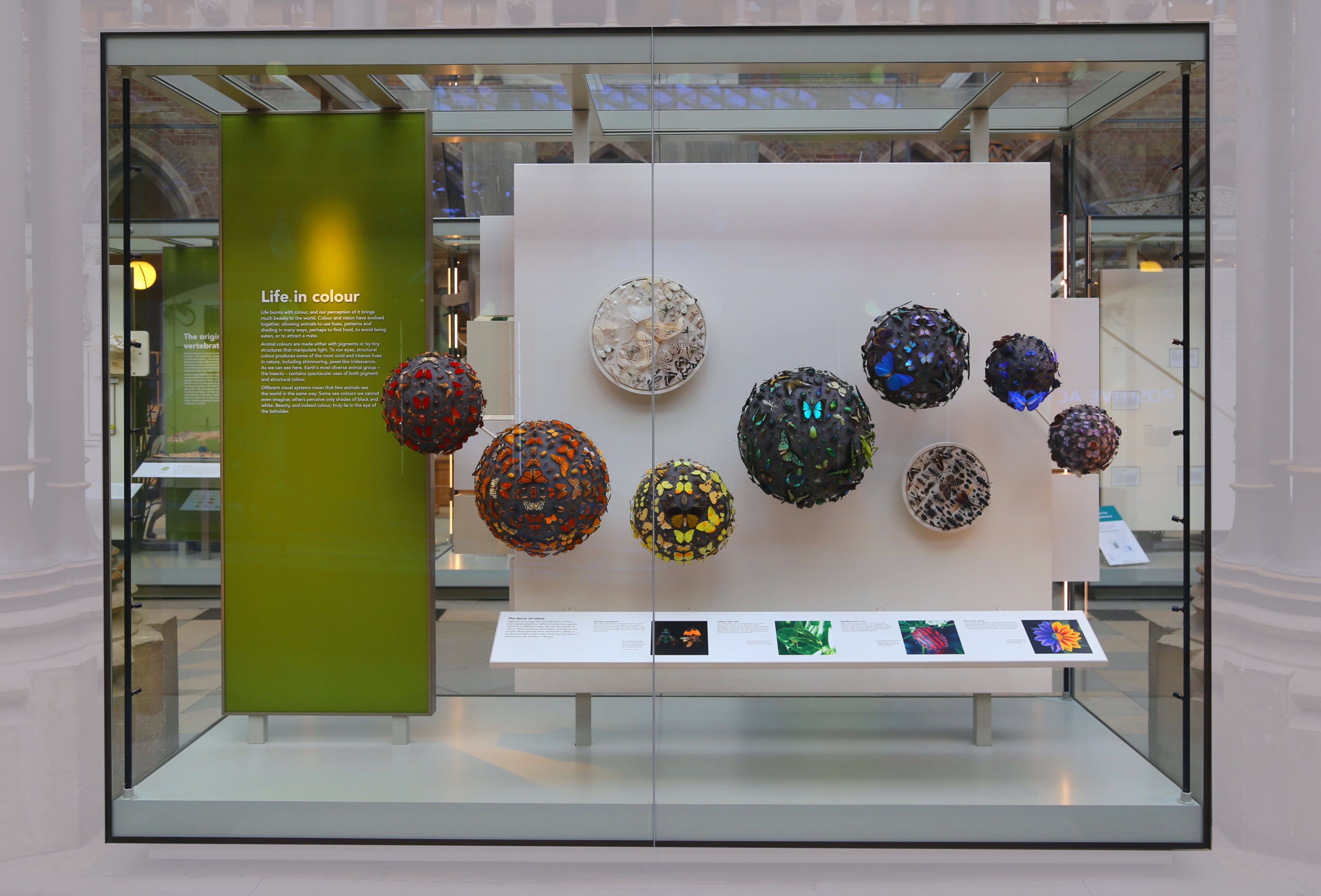 Life in Colour display at Oxford University Museum of Natural History