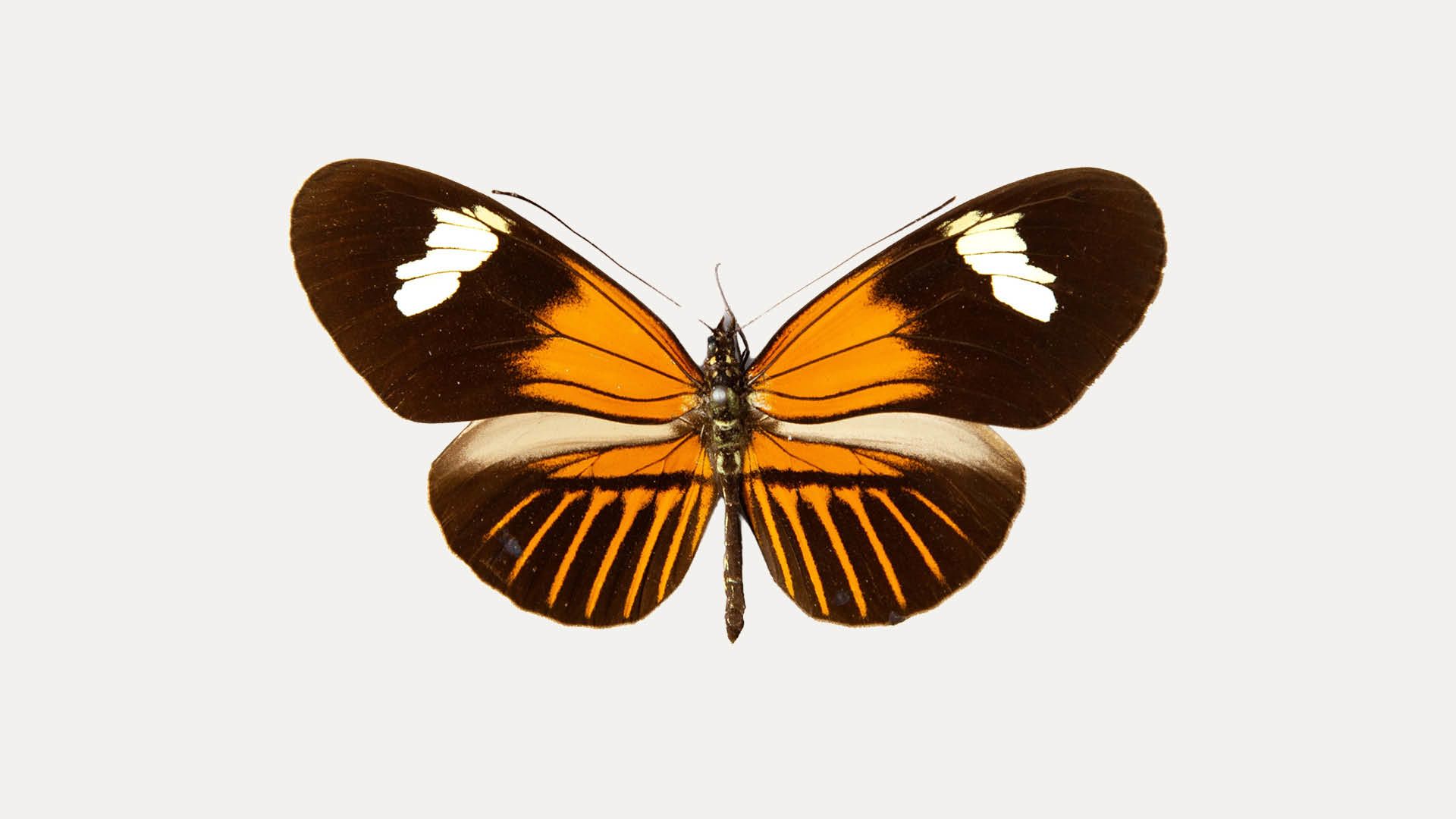 Heliconius butterfly