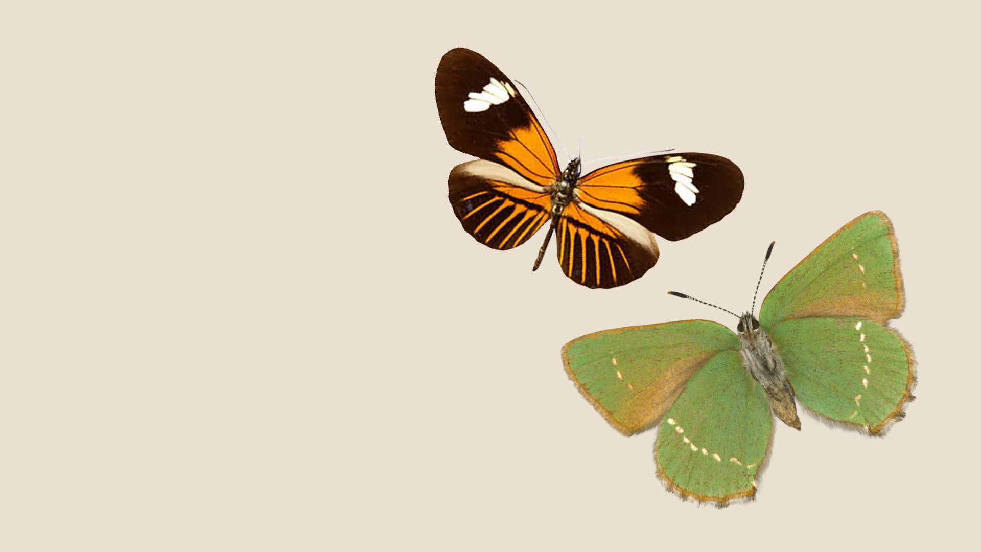 Heliconius butterfly and Green Hairstreak butterfly