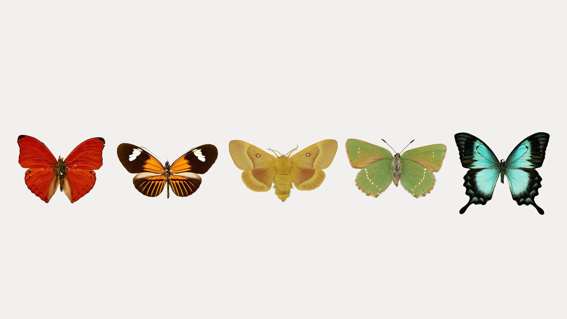 A range of butterflies and moths arranged according to colour