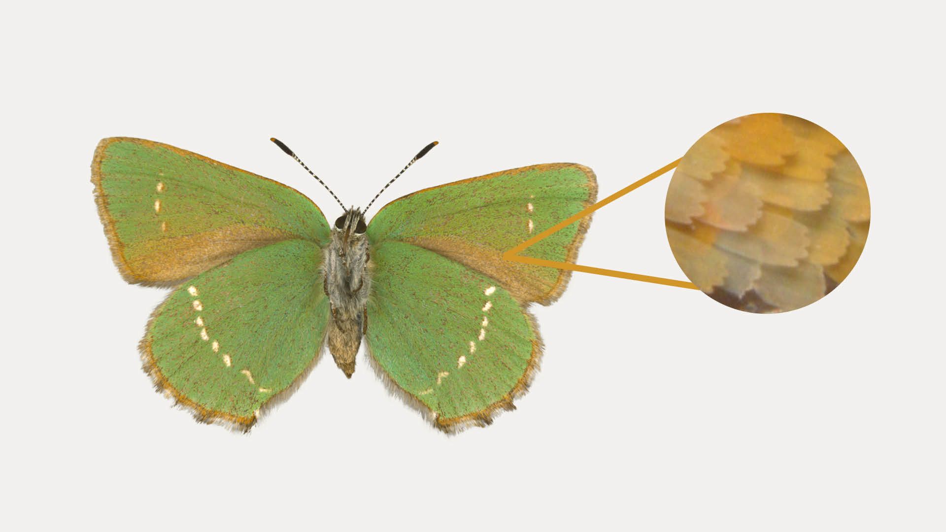 Green Hairstreak butterfly 