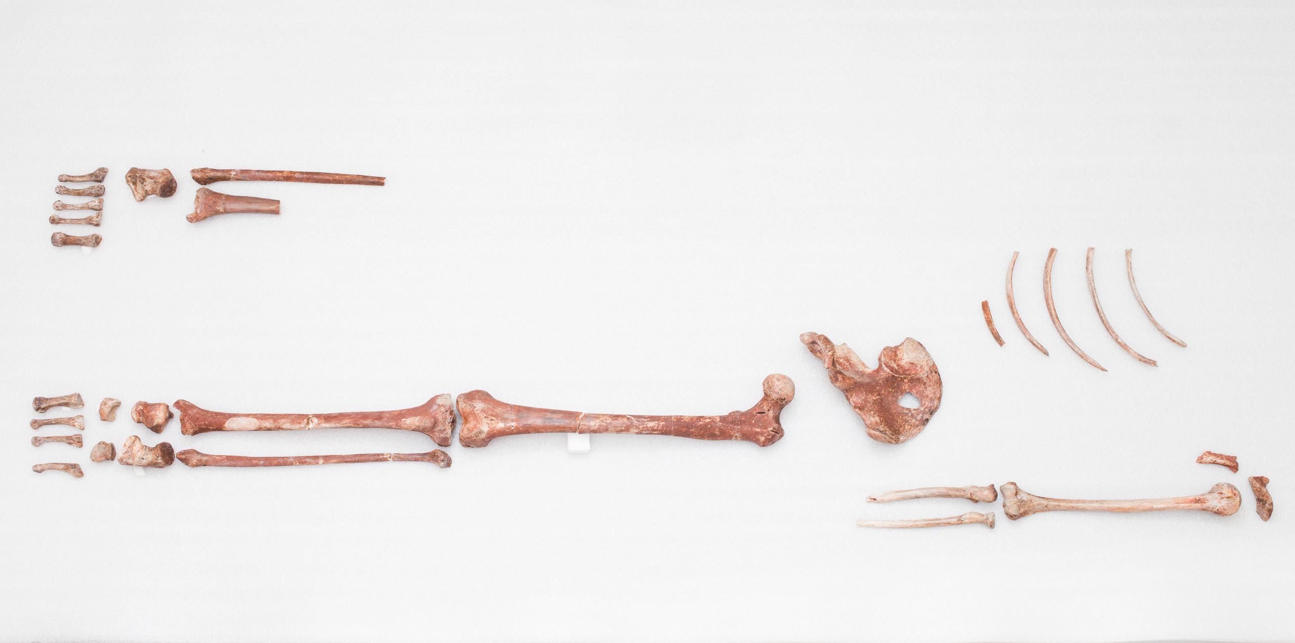 The 'Red Lady' of Paviland skeletal remains