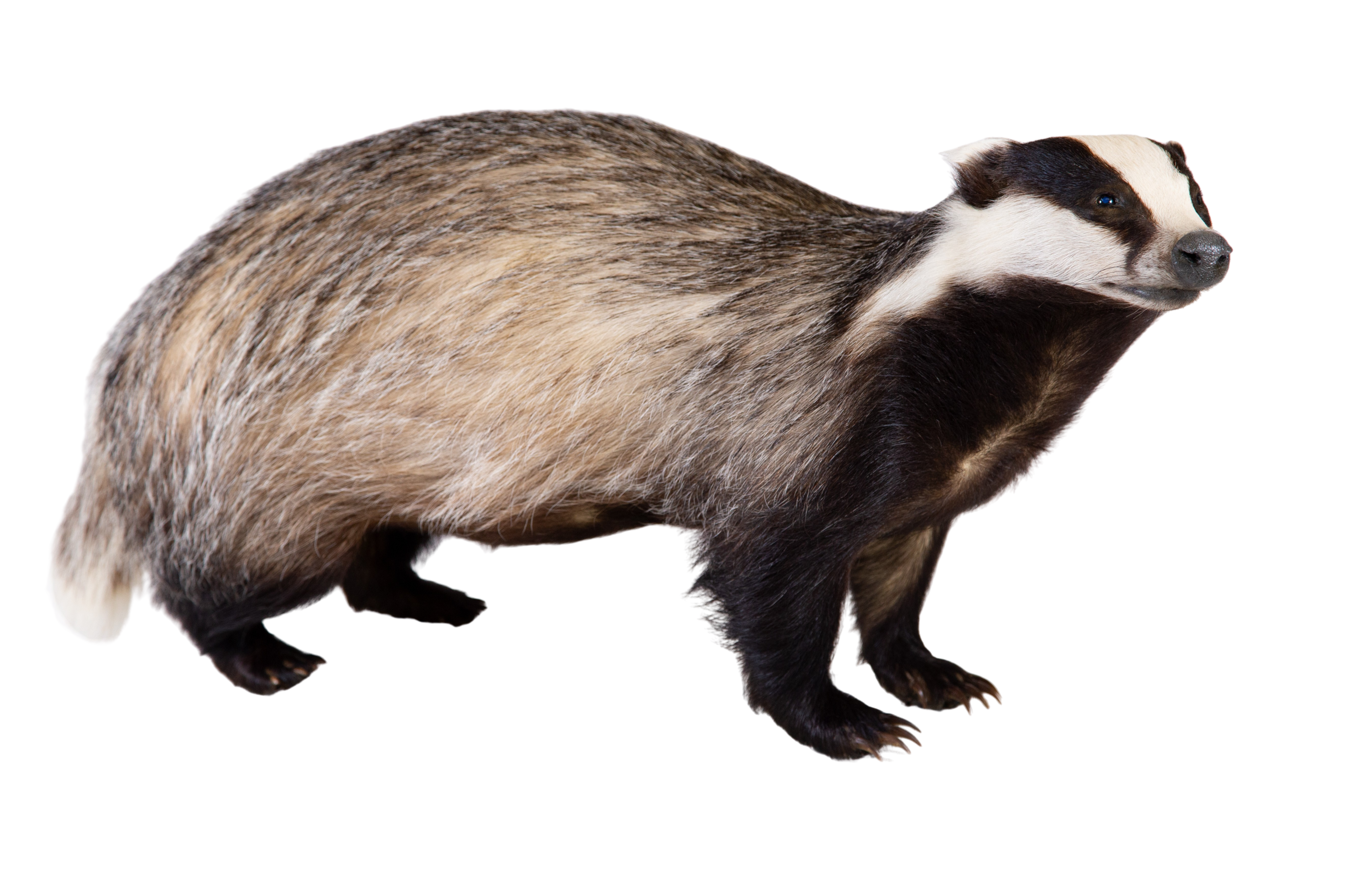 The Badgers That Have Been Studied for Over 50 Years | Oxford