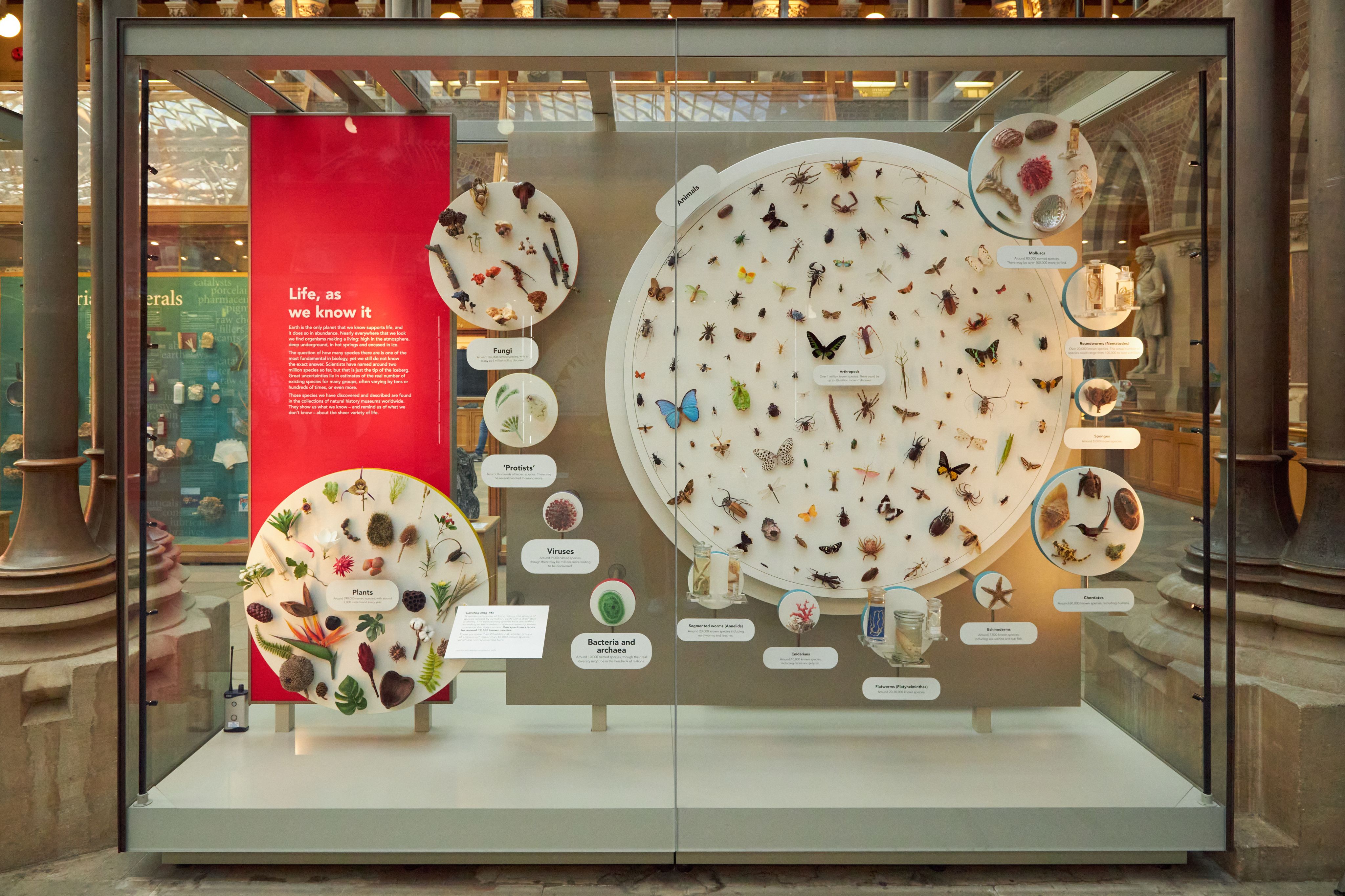Life, as we know it display at Oxford University Museum of Natural History