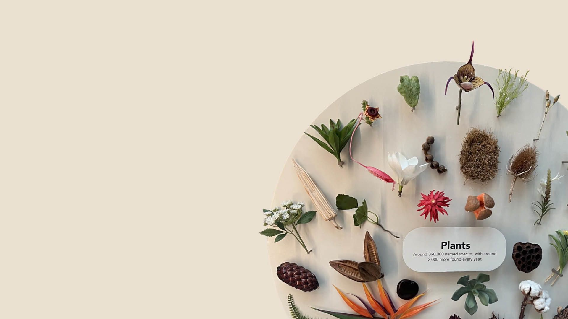 Collection of plants