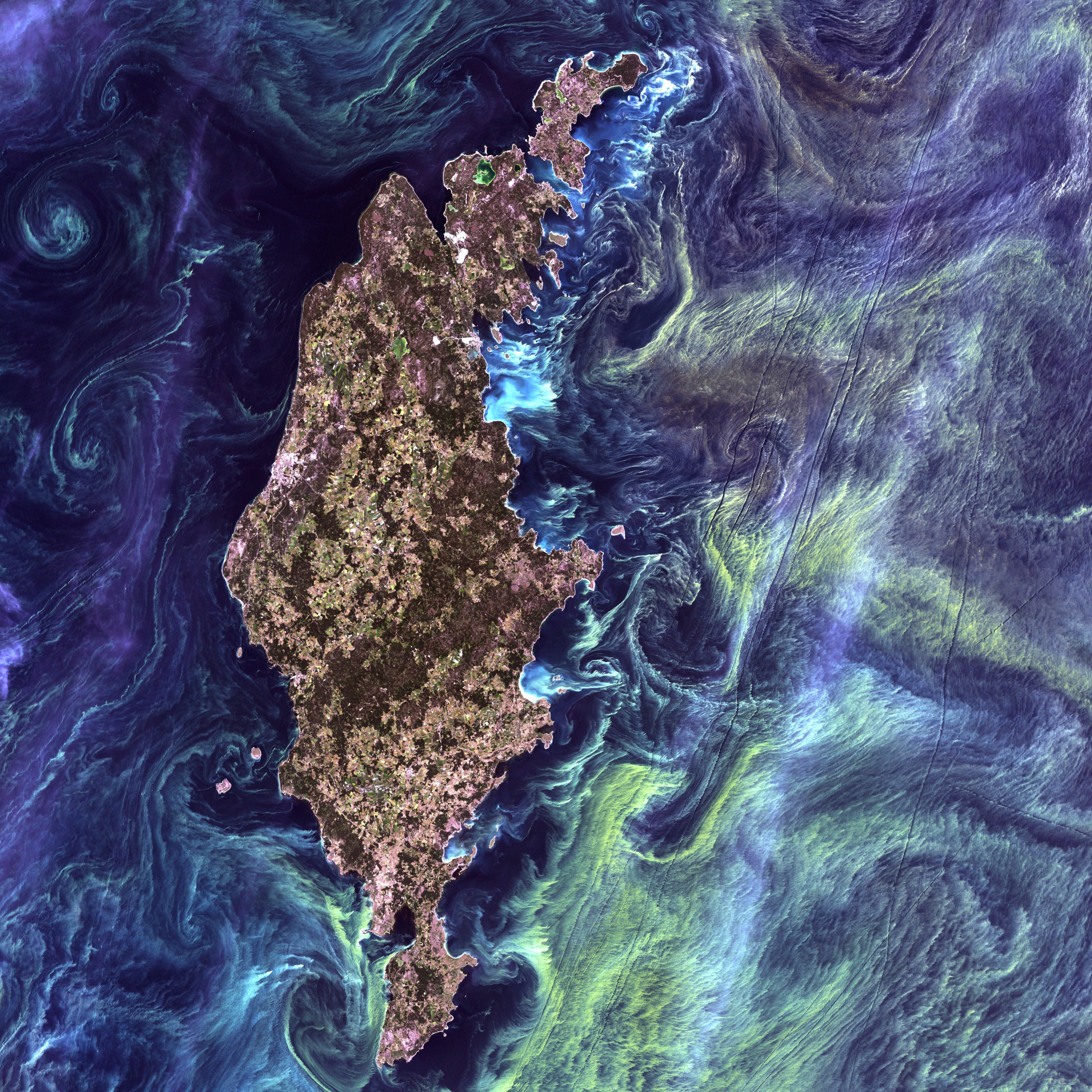 blue, brown, and yellow satellite image of phytoplankton