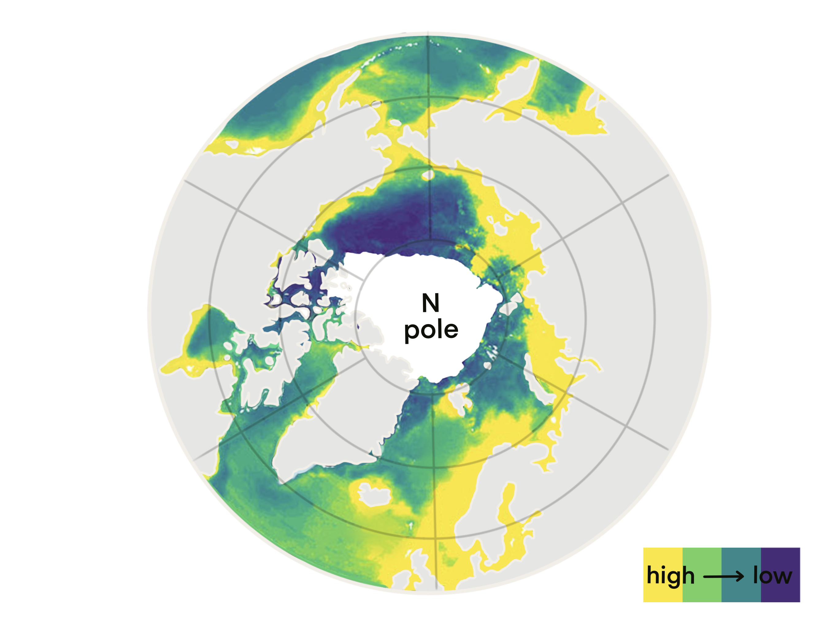 A map showing a high concentration of phytoplankton around the north pole
